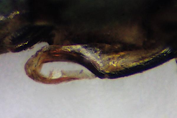 Acanthagrion sp. A pénis du mâle				